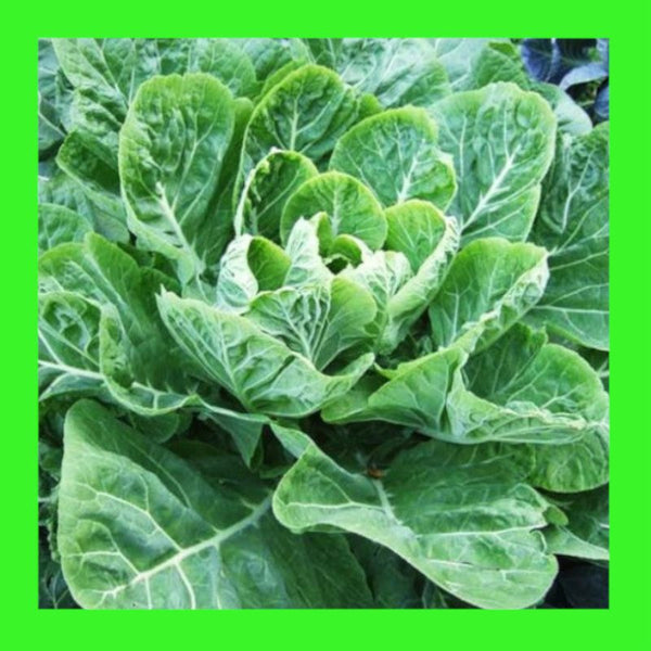 CABBAGE-COLLARDS CHAMPION