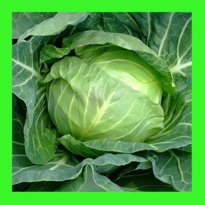 CABBAGE-COPENHAGEN MARKET