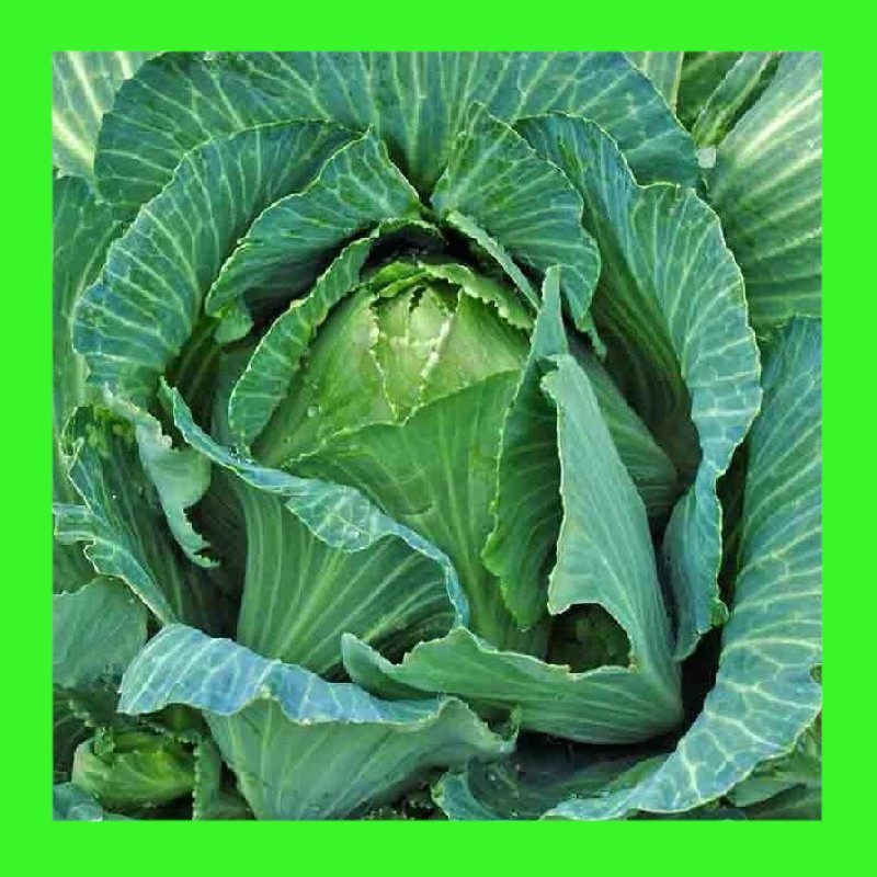 CABBAGE-EARLY JERSEY WAKEFIELD