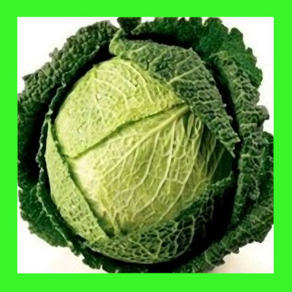 CABBAGE-SAVOY-ENGLISH GREEN