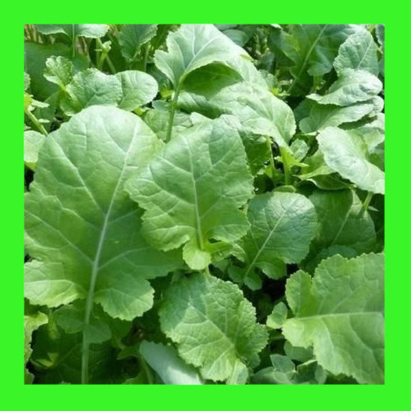 CABBAGE-ETHIOPIAN TEXEL-MUSTARD
