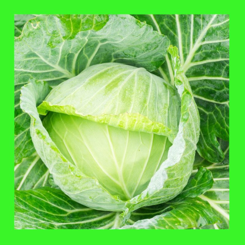 CABBAGE-GOLDEN ACRE