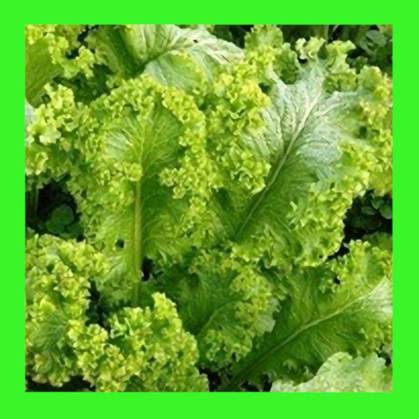 CABBAGE-GREEN WAVE-MUSTARD