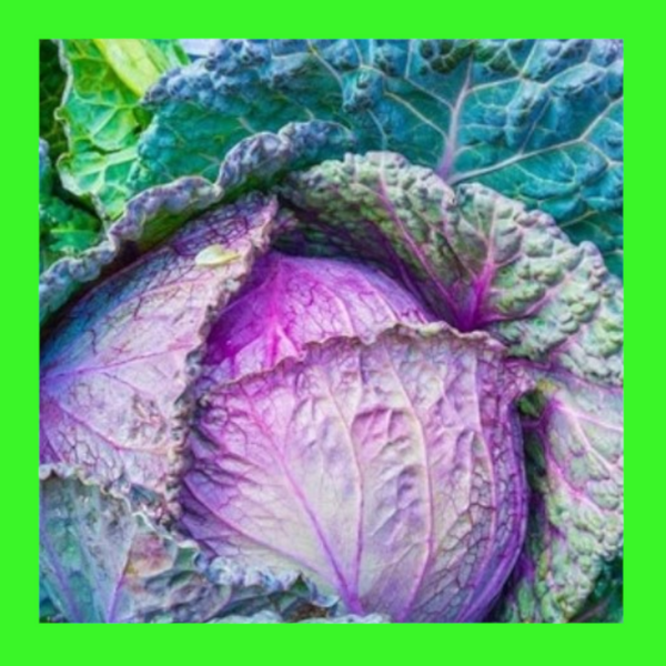 CABBAGE-SAVOY-PURPLE