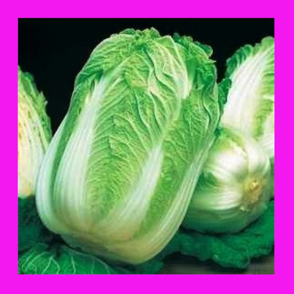 CABBAGE-WONG BOK
