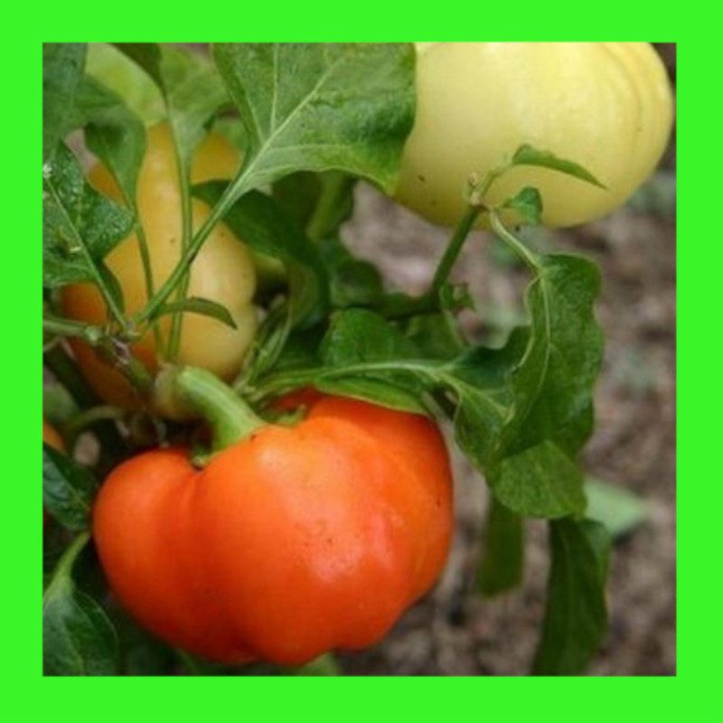 CAPSICUM-SWEET ALMA PAPRIKA