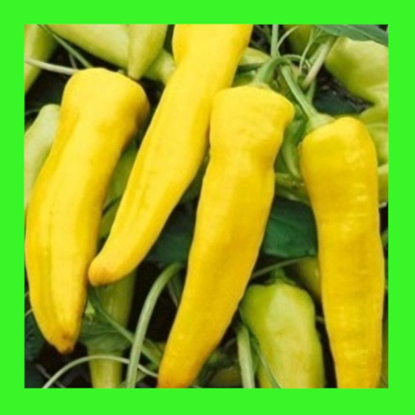 CAPSICUM-SWEET BANANA