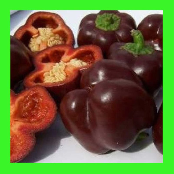 CAPSICUM-SWEET CHOCOLATE