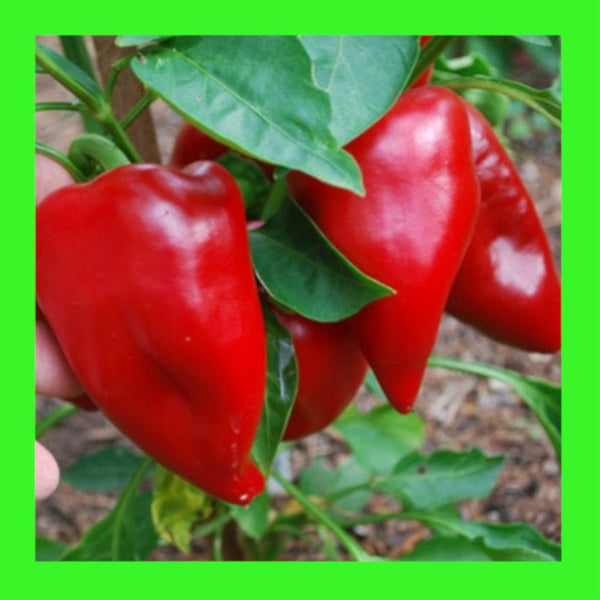 CAPSICUM-SWEET PIMENTO