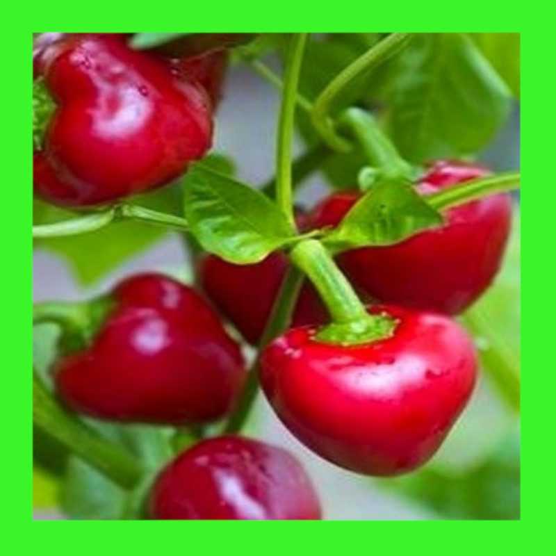 CAPSICUM-SWEET RED CHERRY
