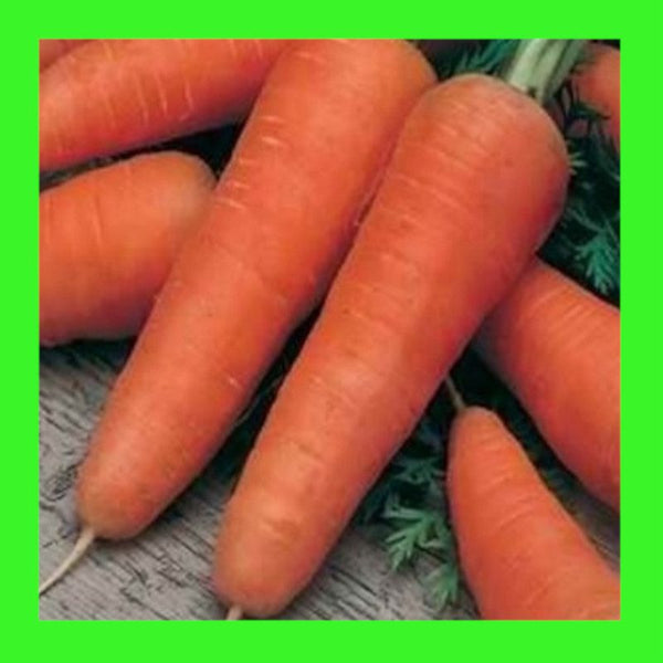 CARROT-ALL SEASONS