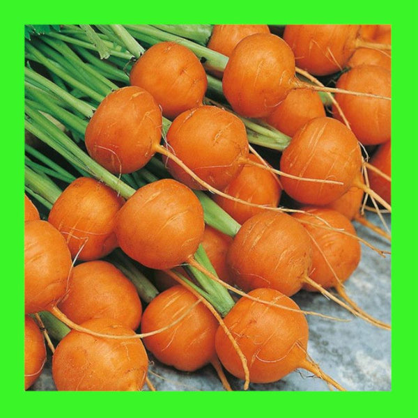 CARROT-PARIS MARKET (TONDA di PARIGI)