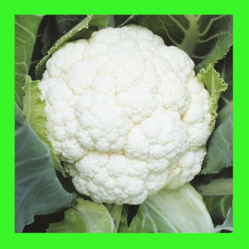 CAULIFLOWER-SNOWBALL
