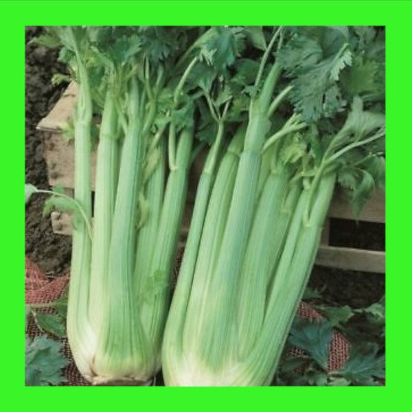 CELERY-GREEN PASCAL