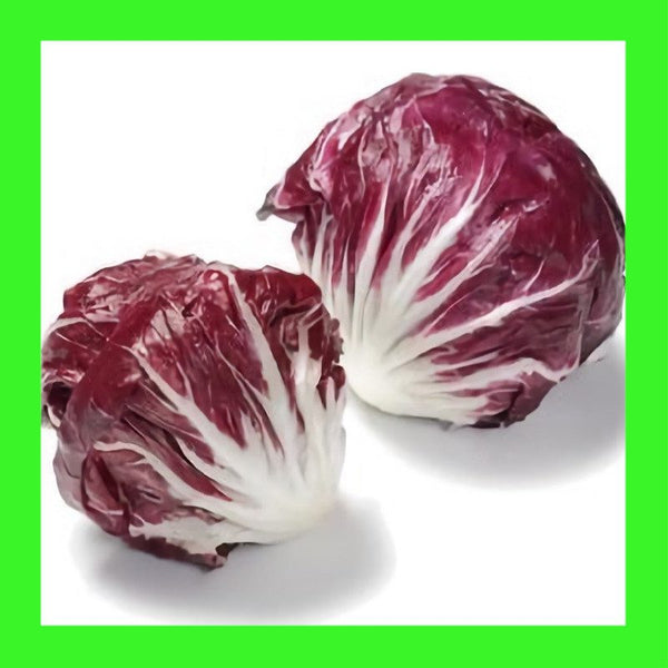 CHICORY-PALLA ROSSA