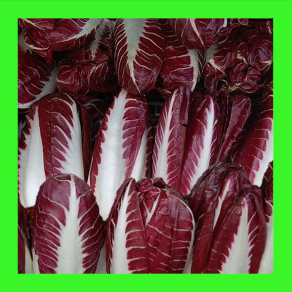 CHICORY-TREVISO RED