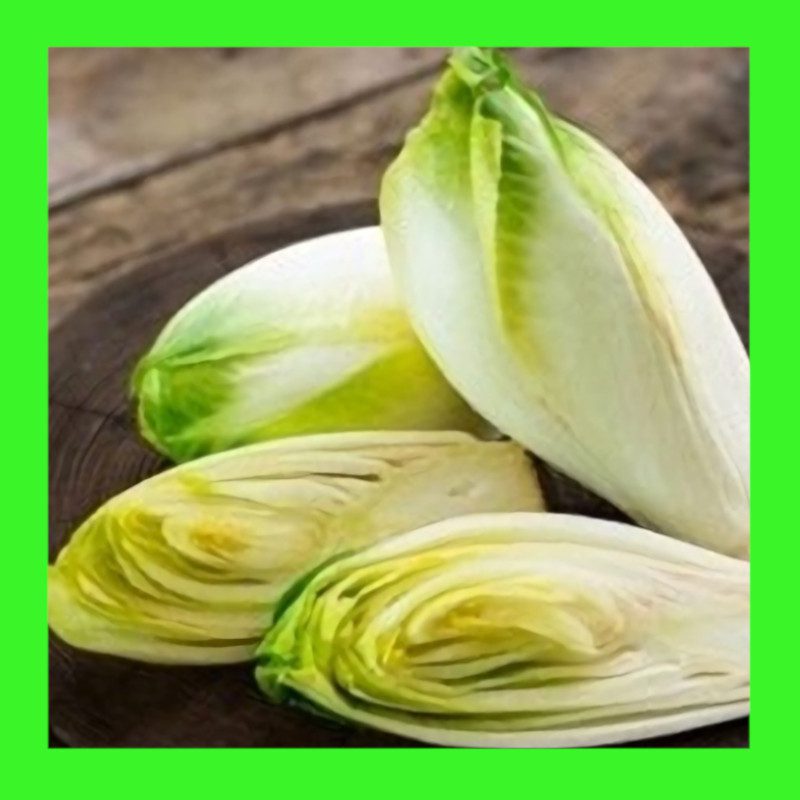 CHICORY-WITLOOF