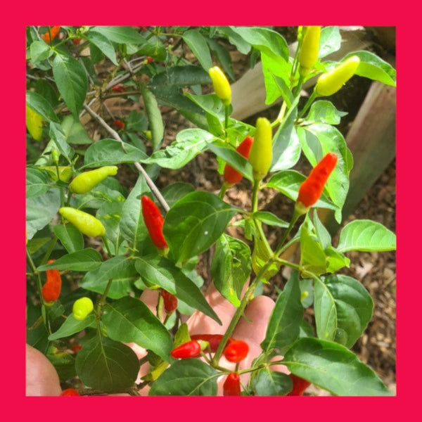 CHILLI-BAHAMIAN BIRD