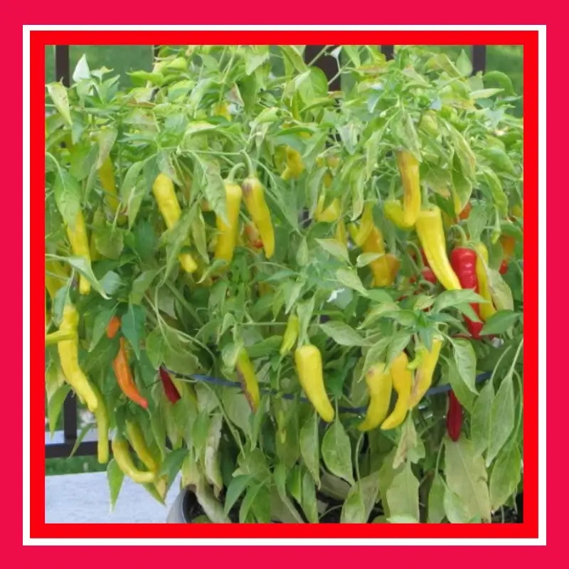 CHILLI-HUNGARIAN-YELLOW HOT WAX(Treated)