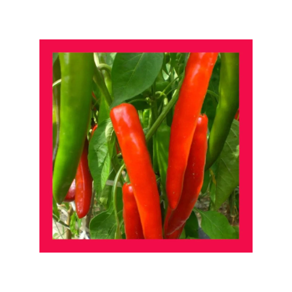 Chillies