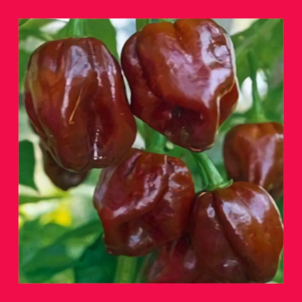CHILLI-HABANERO-CHOCOLATE
