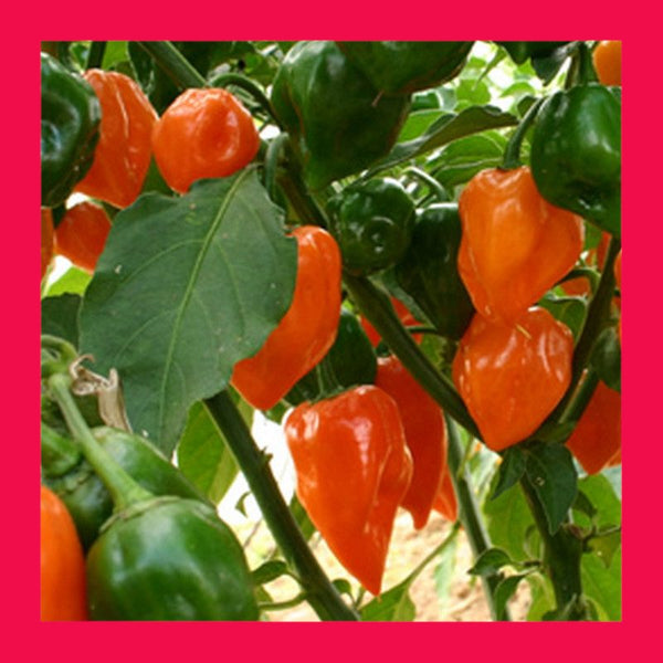 CHILLI-HABANERO-ORANGE (SALE)