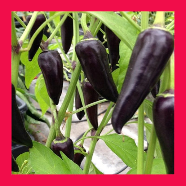 CHILLI-HUNGARIAN-BLACK