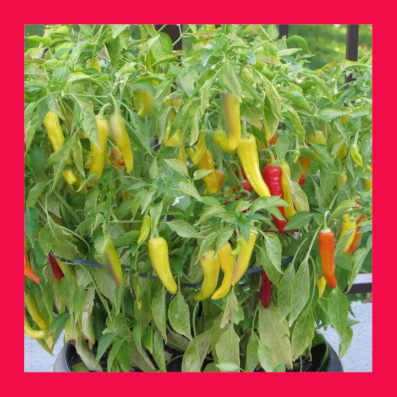 CHILLI-HUNGARIAN-YELLOW HOT WAX