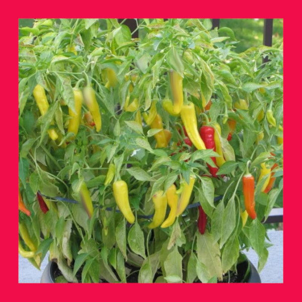CHILLI-HUNGARIAN-YELLOW HOT WAX
