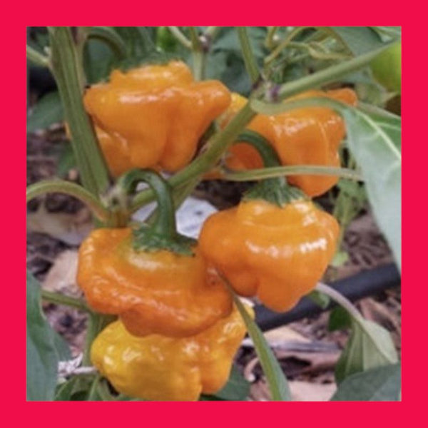 CHILLI-SCOTCH BONNET-JAMAICAN YELLOW
