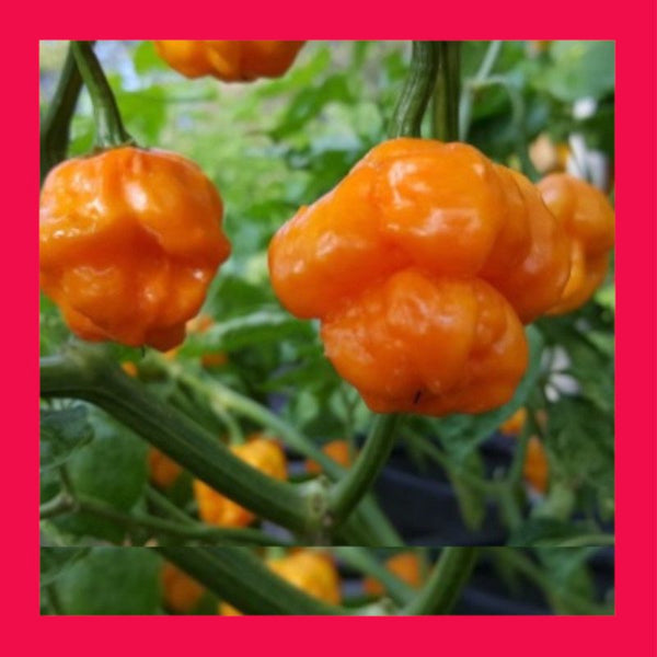 CHILLI-SCOTCH BONNET-ORANGE