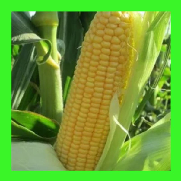 CORN-TRUE GOLD-SWEET