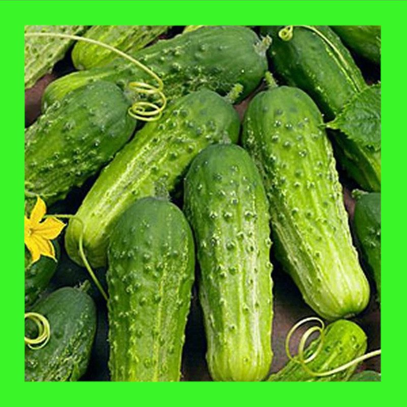 CUCUMBER-BOSTON PICKLING