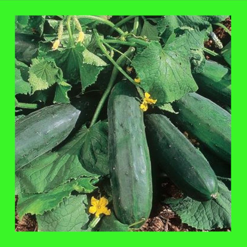 CUCUMBER-BUSH CROP