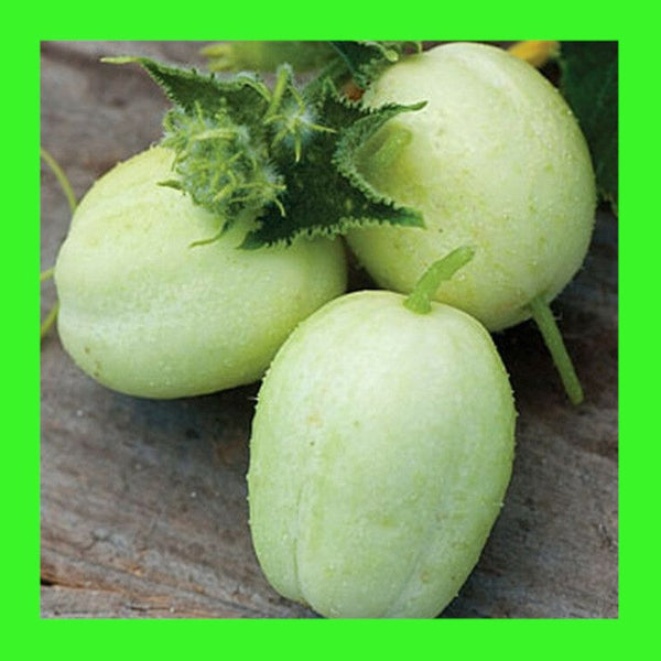 CUCUMBER-CRYSTAL APPLE - AUST