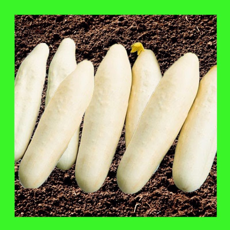 CUCUMBER-REDLANDS LONG WHITE