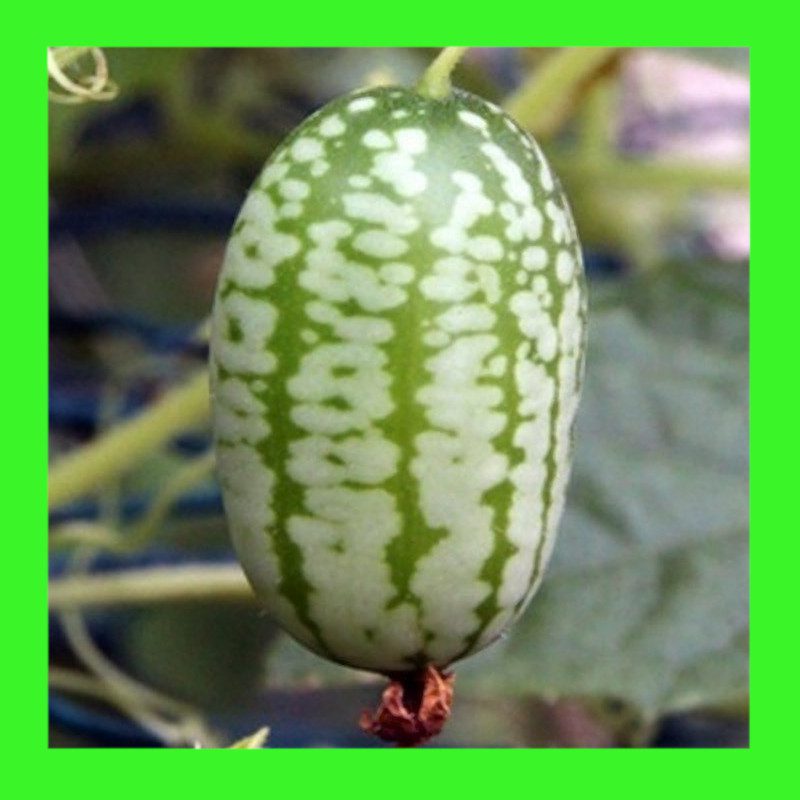 CUCUMBER-MOUSE MELON - GHERKIN