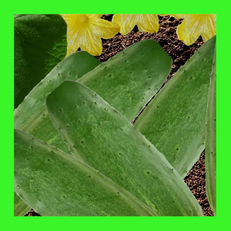 CUCUMBER-SIBERIAN