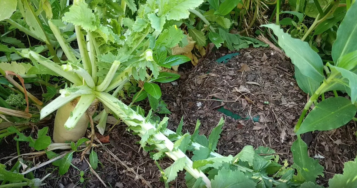 5L Compost Bin x 1