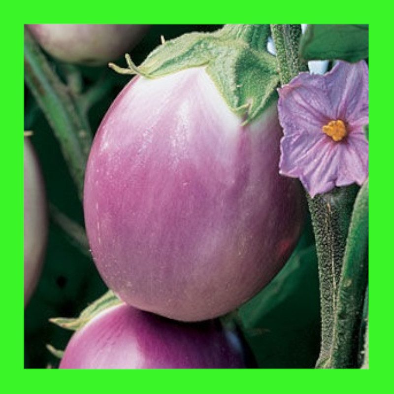 EGGPLANT-ROSA BIANCA