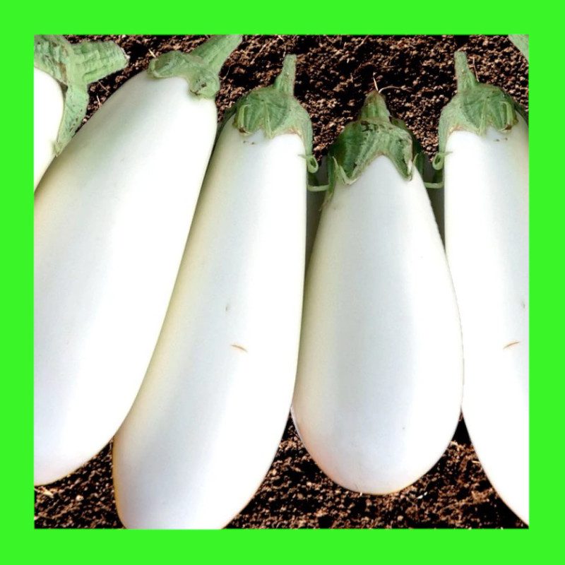 EGGPLANT-SNOWY (Aubergine)