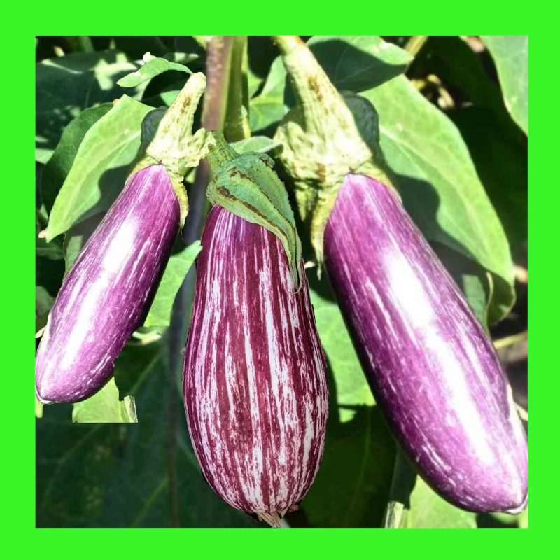 EGGPLANT-TSAKONIKI-GREEK
