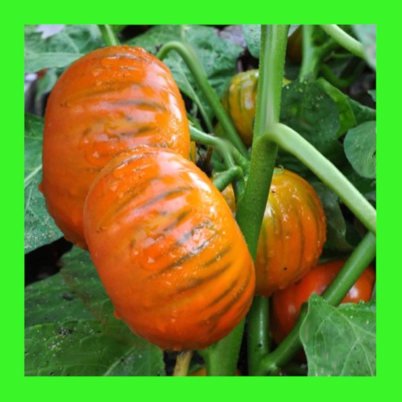 EGGPLANT-TURKISH ORANGE