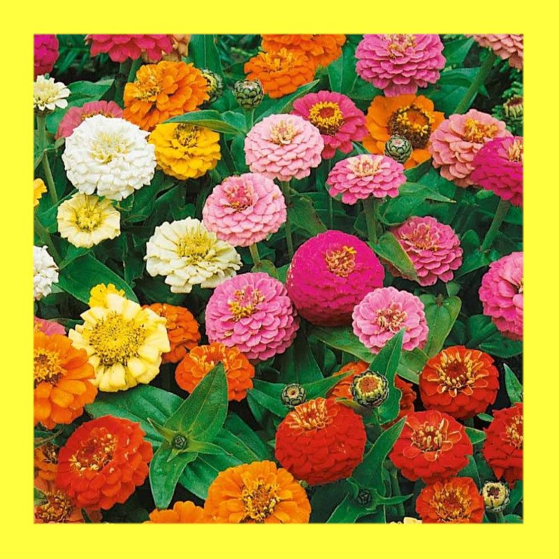 FLOWER-ZINNIA-THUMBELINA