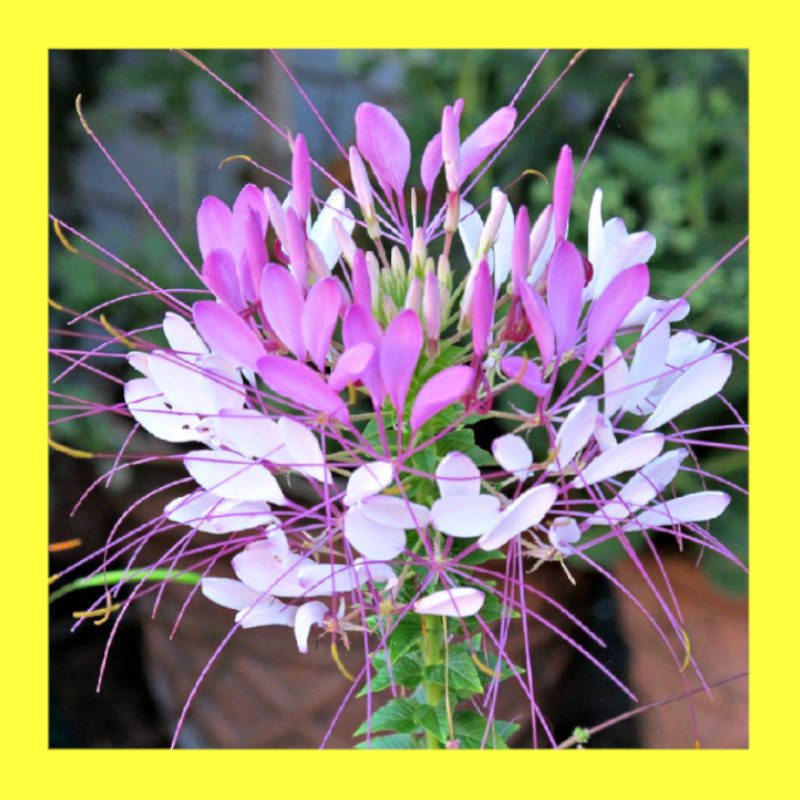 FLOWER-CLEOME (SPIDER FLOWER)