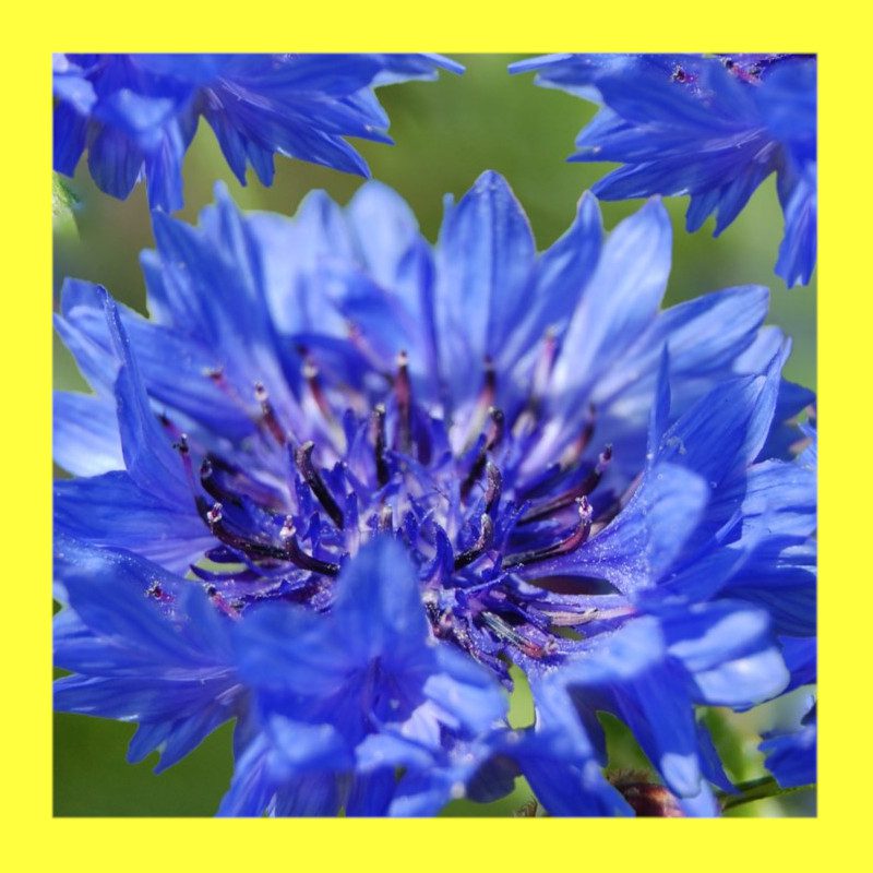 FLOWER-CORNFLOWER BOY BLUE