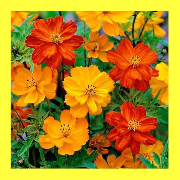 FLOWER-COSMOS-BRIGHT LIGHTS MIX