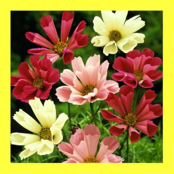 FLOWER-COSMOS-SEA SHELLS