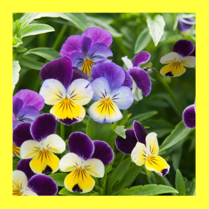 FLOWER-HEARTSEASE-JOHNNY JUMP UP