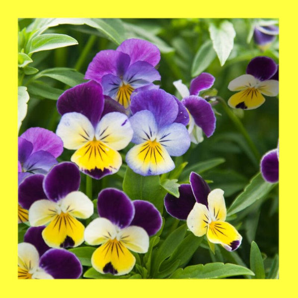 FLOWER-HEARTSEASE-JOHNNY JUMP UP